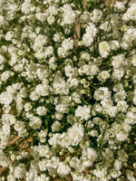 Gypsophila paniculata - Harding & Bloom