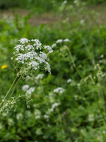 Gypsophila paniculata - Harding & Bloom