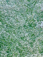 Gypsophila paniculata - Harding & Bloom