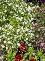 Gypsophila paniculata - Harding & Bloom