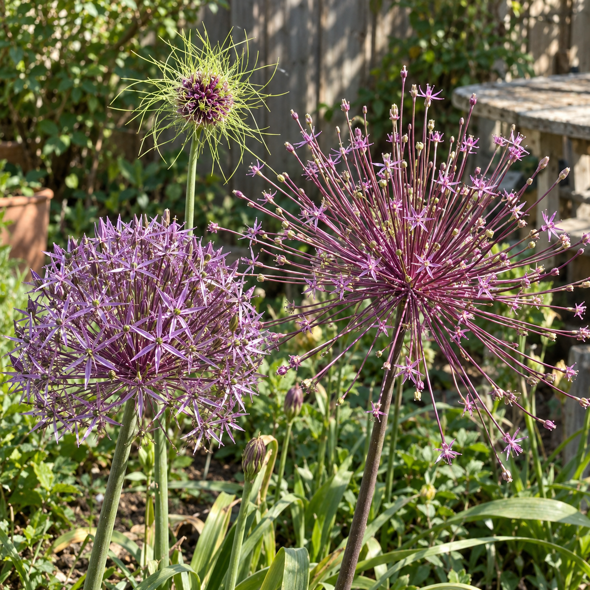 Illustrative Garden Fireworks — Allium Collection — flower detail