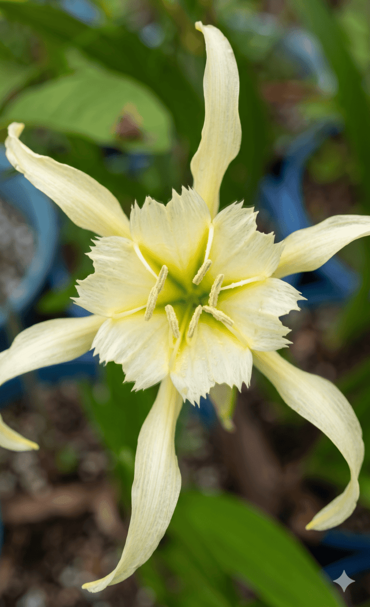 Hymenocallis 'Sulphur Queen' (Spider Lily) - Harding & Bloom