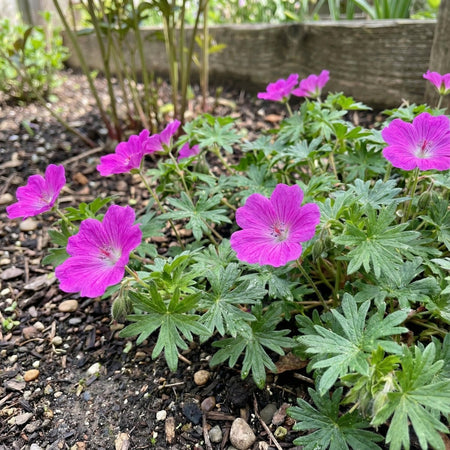 Geranium sanguineum (Bloody cranesbill) - Harding & Bloom