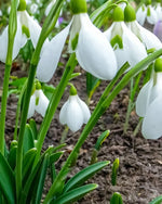 Giant Snowdrop 'Elwesii' - Harding & Bloom