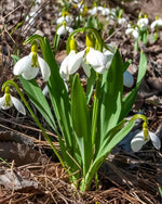Giant Snowdrop 'Elwesii' - Harding & Bloom