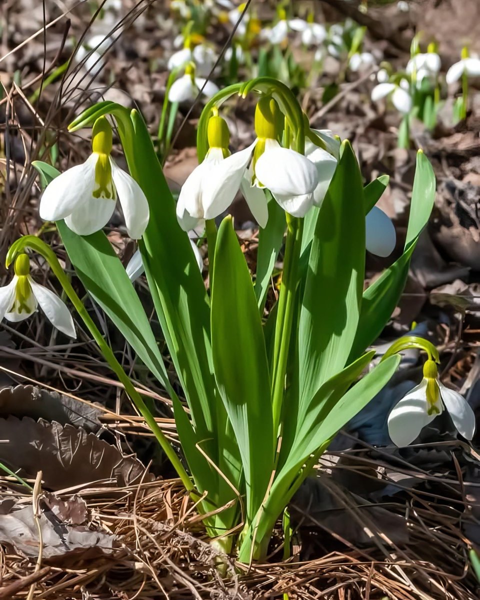Giant Snowdrop 'Elwesii' - Harding & Bloom