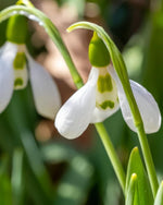 Giant Snowdrop 'Elwesii' - Harding & Bloom