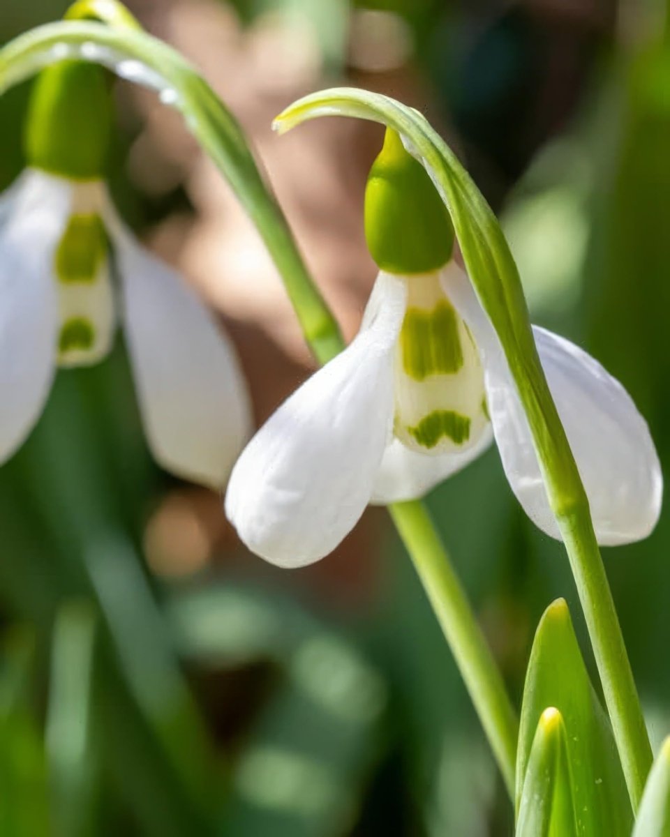 Giant Snowdrop 'Elwesii' - Harding & Bloom