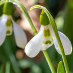 Giant Snowdrop 'Elwesii' - Harding & Bloom