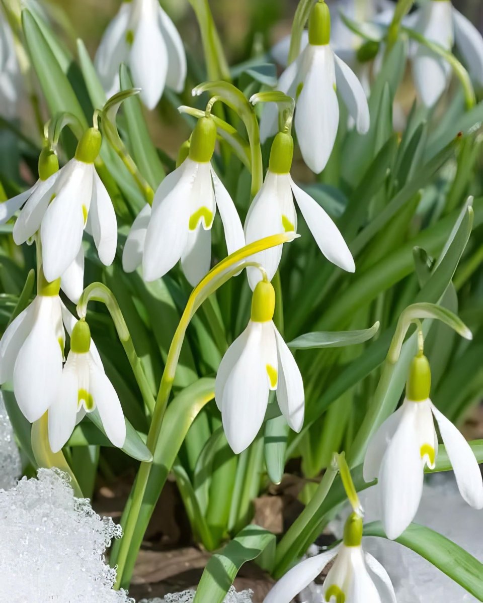 Giant Snowdrop 'Woronowii' - Harding & Bloom