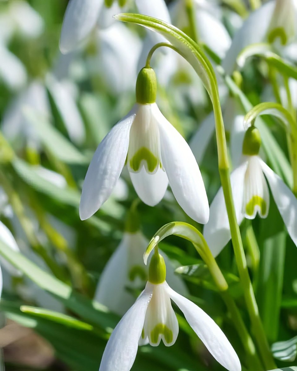 Giant Snowdrop 'Woronowii' - Harding & Bloom