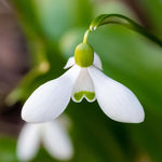 Giant Snowdrop 'Woronowii' - Harding & Bloom