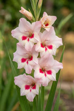 Gladiolus nanus ‘Elvira’ - Harding & Bloom