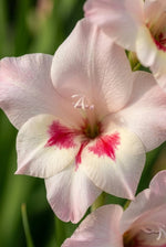 Gladiolus nanus ‘Elvira’ - Harding & Bloom