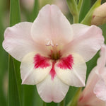 Gladiolus nanus ‘Elvira’ - Harding & Bloom
