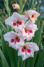 Gladiolus nanus ‘Elvira’ - Harding & Bloom