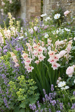 Gladiolus nanus ‘Elvira’ - Harding & Bloom