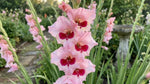 Gladiolus 'Wine and Roses' (Sword Lily) - Harding & Bloom