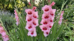 Gladiolus 'Wine and Roses' (Sword Lily) - Harding & Bloom