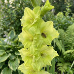 Gladiolus 'Prima Verde' (Sword Lily) - Harding & Bloom