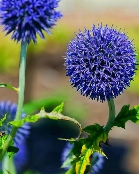 Globe Thistle 'Ritro' (Echinops) - Harding & Bloom