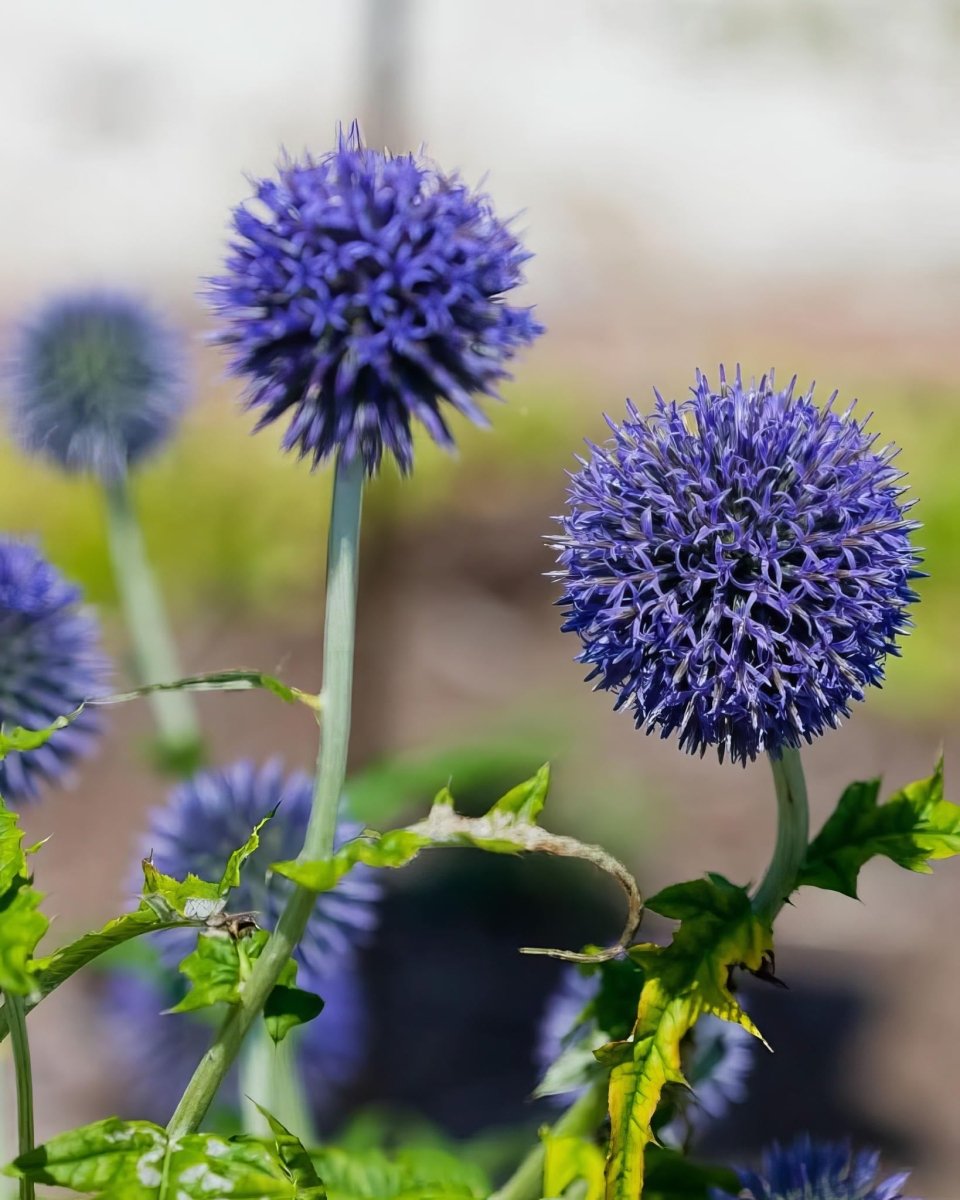 Globe Thistle 'Ritro' (Echinops) - Harding & Bloom