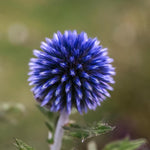 Globe Thistle 'Ritro' (Echinops) - Harding & Bloom