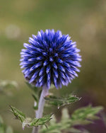 Globe Thistle 'Ritro' (Echinops) - Harding & Bloom
