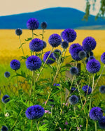 Globe Thistle 'Ritro' (Echinops) - Harding & Bloom