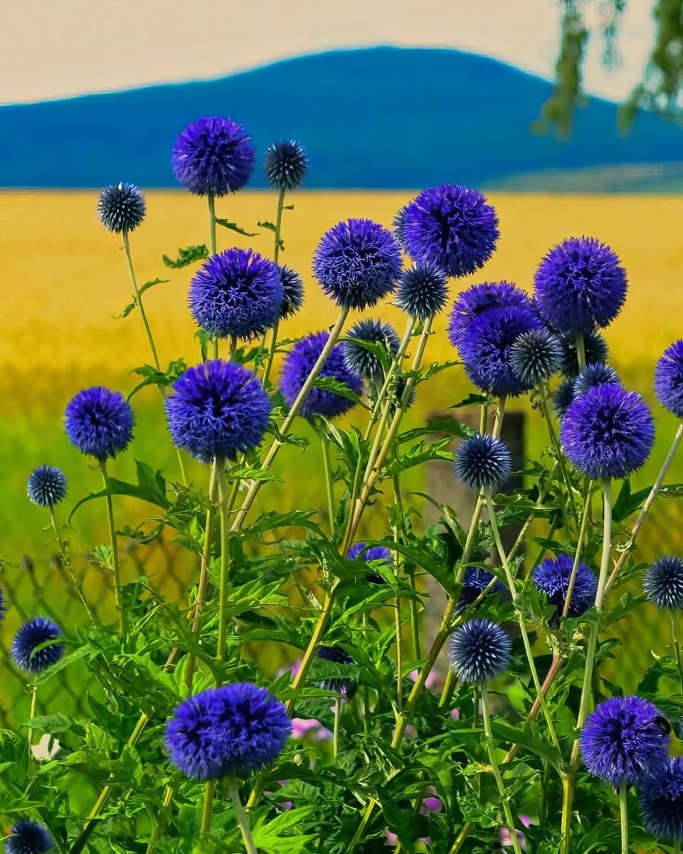 Globe Thistle 'Ritro' (Echinops) - Harding & Bloom