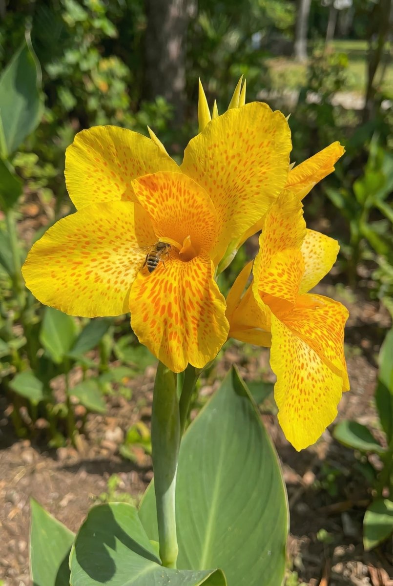 Canna 'Golden Lucifer' (Canna lily) - Harding & Bloom