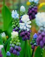 Grape Hyacinth 'Grape Ice' (Muscari) - Harding & Bloom