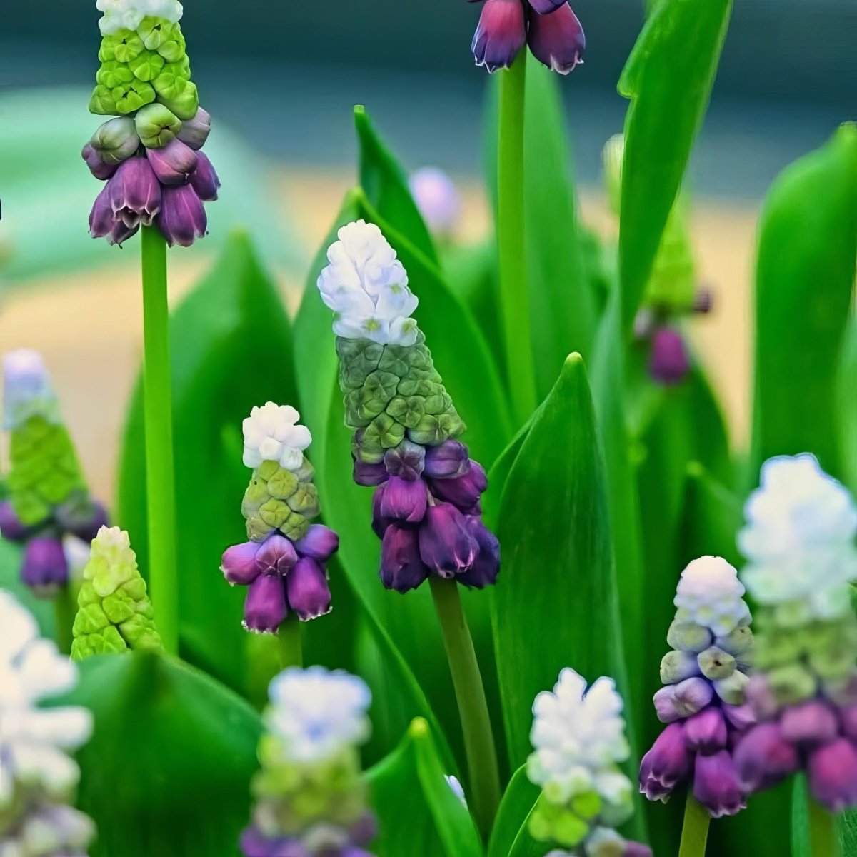 Grape Hyacinth 'Grape Ice' (Muscari) - Harding & Bloom