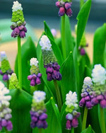 Grape Hyacinth 'Grape Ice' (Muscari) - Harding & Bloom