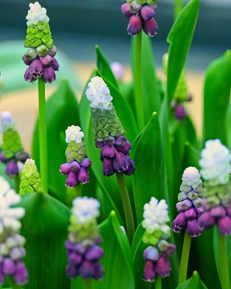 Grape Hyacinth 'Grape Ice' (Muscari) - Harding & Bloom