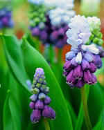 Grape Hyacinth 'Grape Ice' (Muscari) - Harding & Bloom