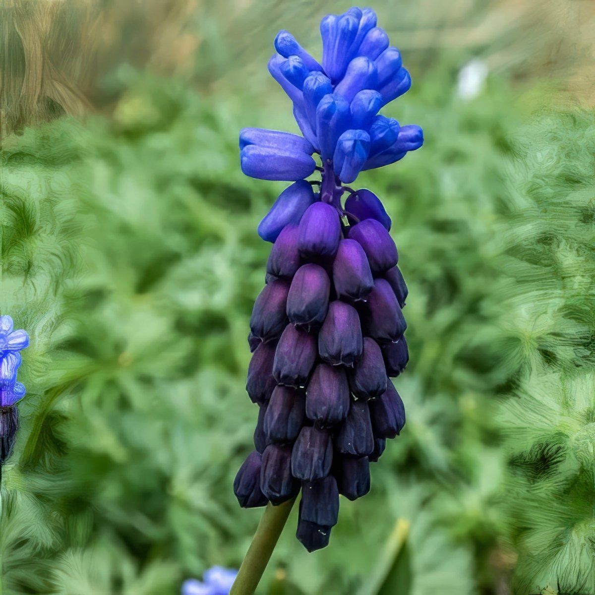 Grape Hyacinth 'Latifolium' (Muscari) - Harding & Bloom