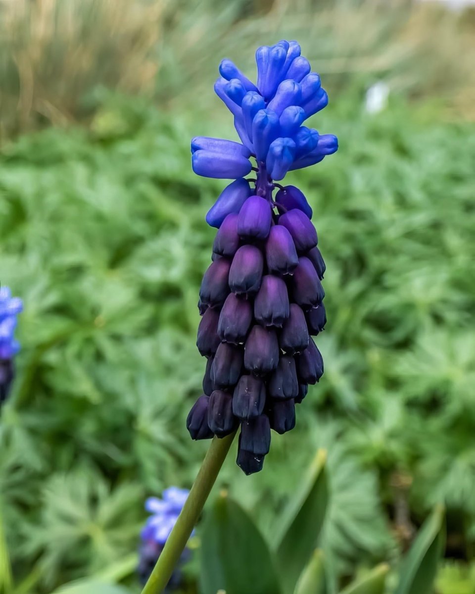 Grape Hyacinth 'Latifolium' (Muscari) - Harding & Bloom