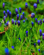 Grape Hyacinth 'Latifolium' (Muscari) - Harding & Bloom
