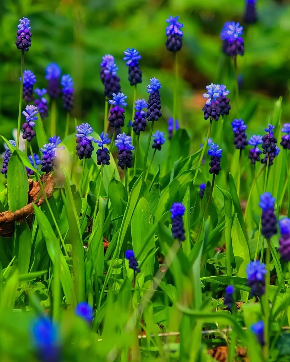 Grape Hyacinth 'Latifolium' (Muscari) - Harding & Bloom
