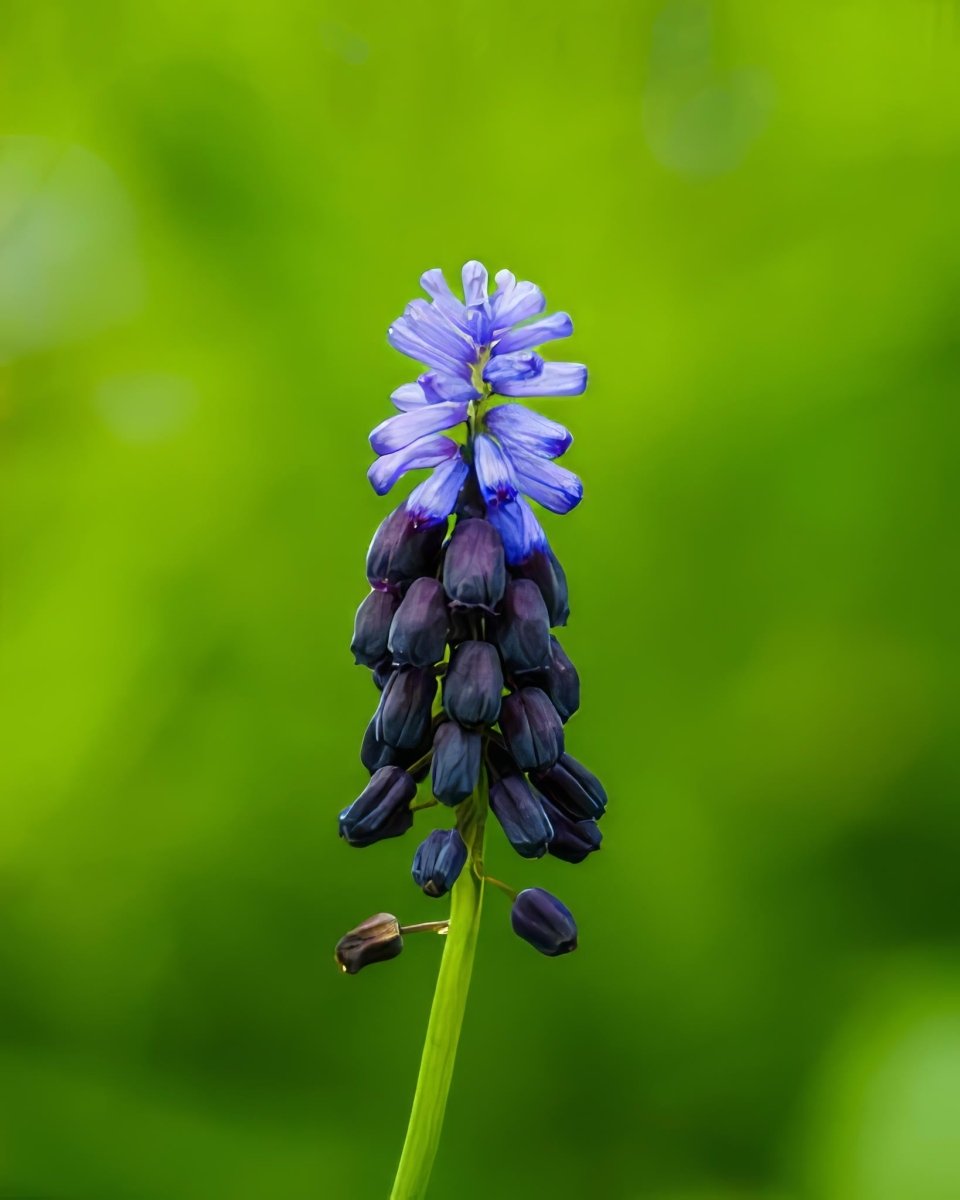 Grape Hyacinth 'Latifolium' (Muscari) - Harding & Bloom