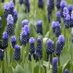 Grape Hyacinth 'Latifolium' (Muscari) - Harding & Bloom