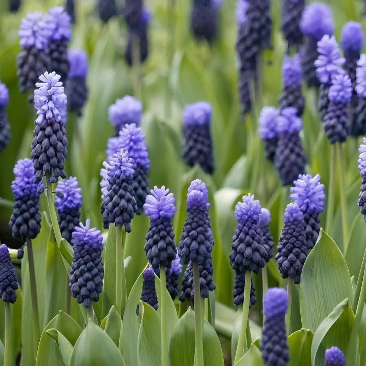 Grape Hyacinth 'Latifolium' (Muscari) - Harding & Bloom
