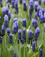 Grape Hyacinth 'Latifolium' (Muscari) - Harding & Bloom
