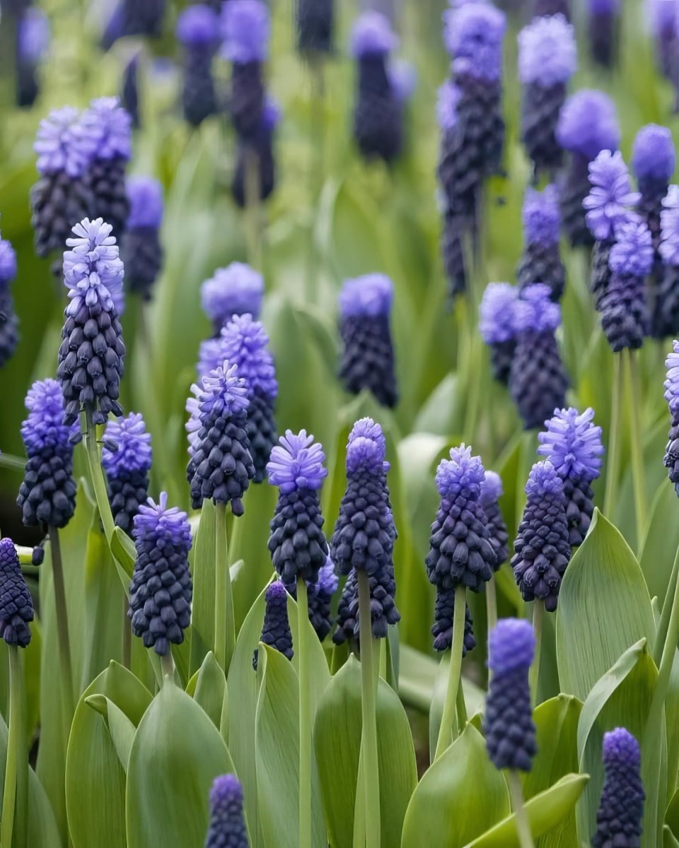 Grape Hyacinth 'Latifolium' (Muscari) - Harding & Bloom