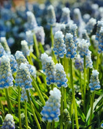 Grape Hyacinth 'Mount Hood' (Muscari) - Harding & Bloom