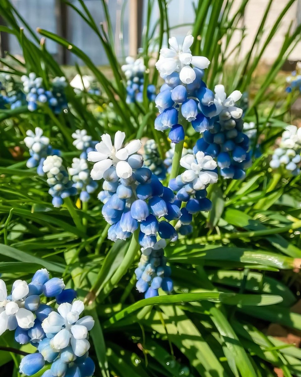 Grape Hyacinth 'Mount Hood' (Muscari) - Harding & Bloom