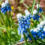 Grape Hyacinth 'Mount Hood' (Muscari) - Harding & Bloom