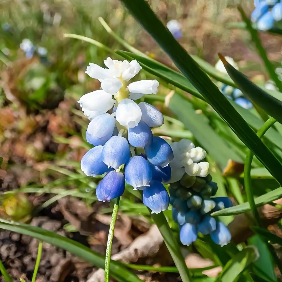 Grape Hyacinth 'Mount Hood' (Muscari) - Harding & Bloom