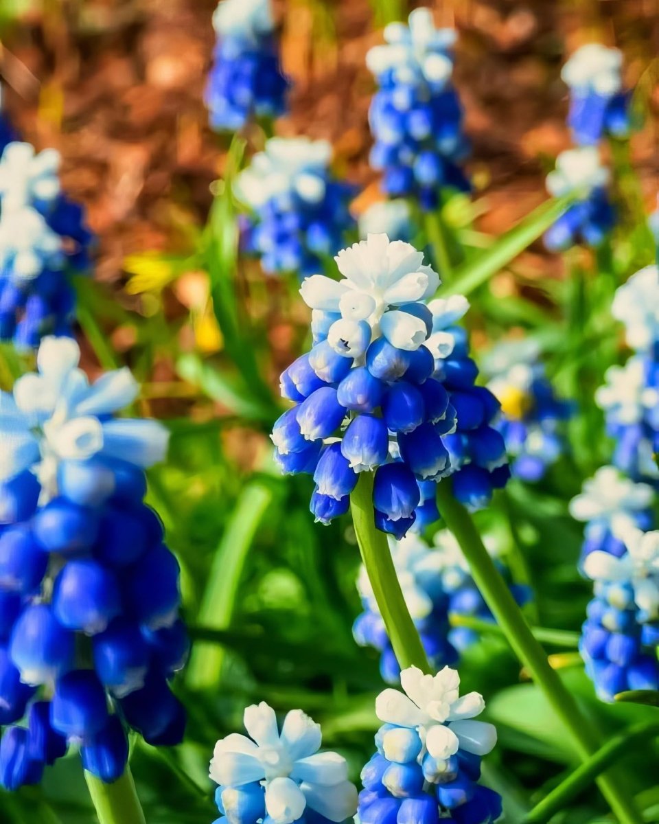 Grape Hyacinth 'Mount Hood' (Muscari) - Harding & Bloom